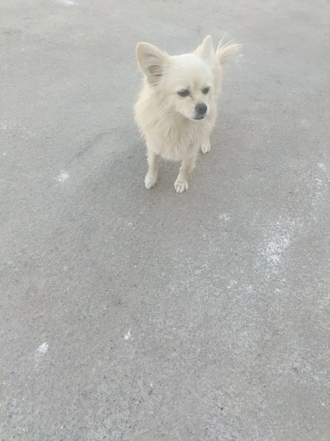 سگ پامر روباهی سایز کوچیک|سگ|قم, دورشهر|دیوار