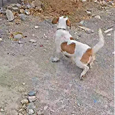 سگ پا کوتا|سگ|گلبهار, بیزکی|دیوار