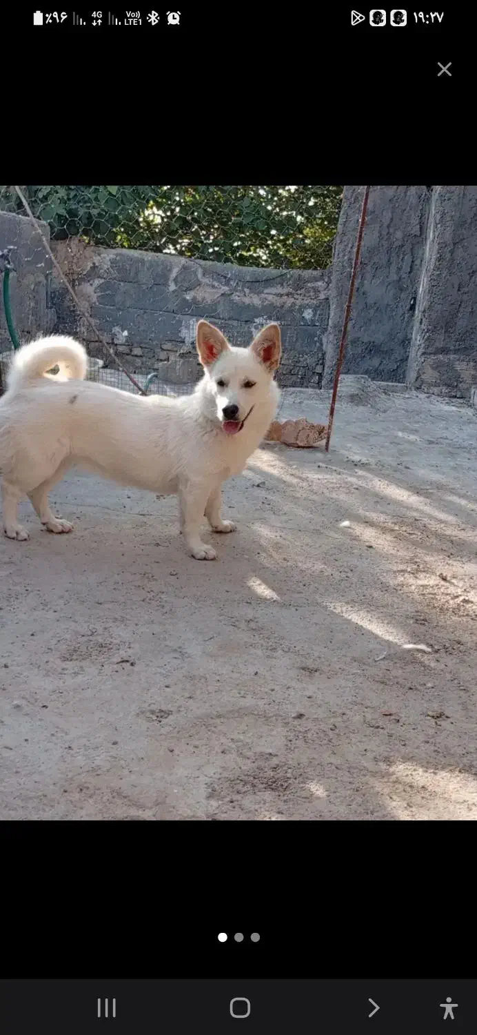 سگ خارجی|سگ|مهریز, |دیوار