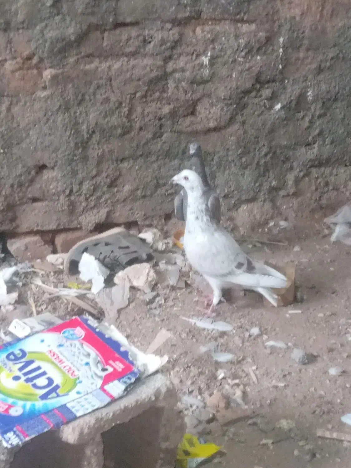 ساراقون|حیوانات|تربت‌حیدریه, اندیشه|دیوار