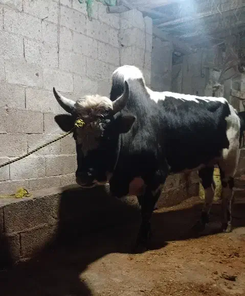 فروش ورزا|حیوانات مزرعه|فومن, |دیوار