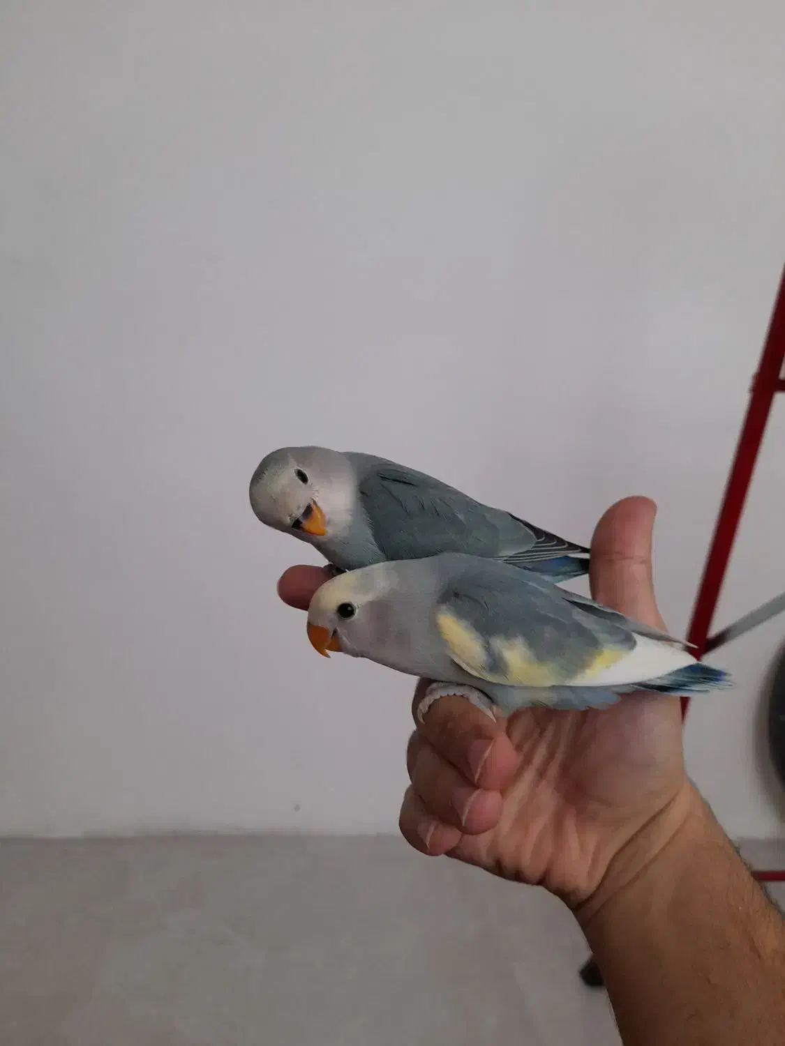 جوجه برزیلی|پرنده|سقز, |دیوار