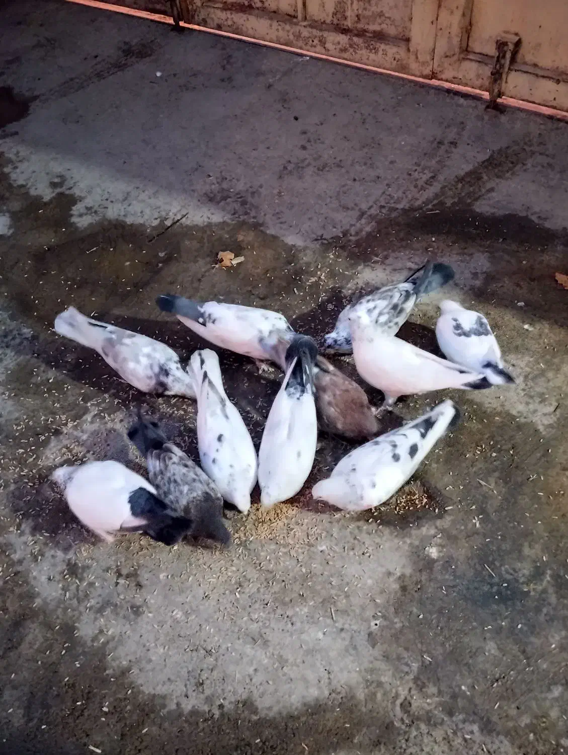 کبوترز|پرنده|نهاوند, |دیوار