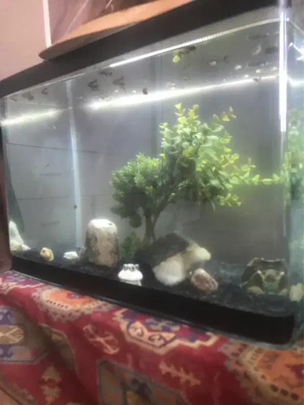 اکواریوم شیشه خم شرکتی|ماهی|مشهد, ادیب نیشابوری (شهرک غرب)|دیوار