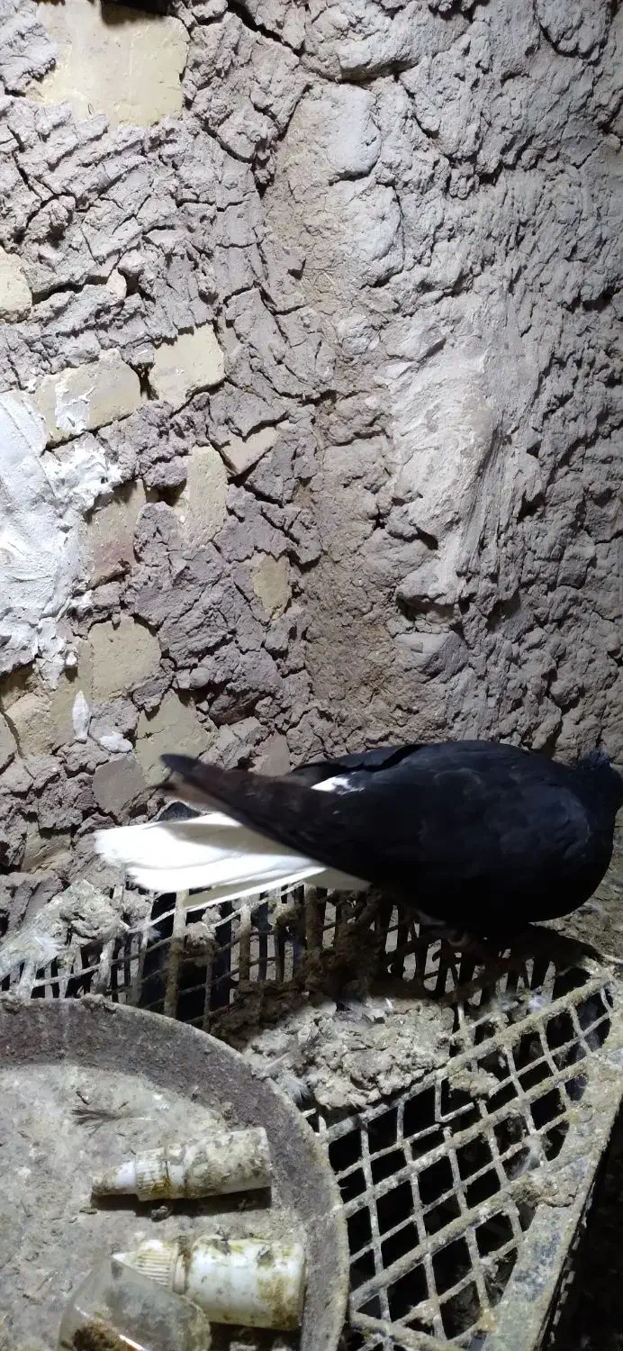 کبوتر|پرنده|قیدار, |دیوار