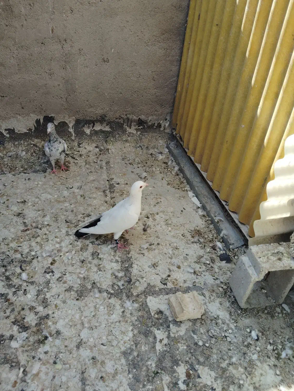 سه تا ماده آماده|پرنده|شیراز, دشت چنار|دیوار