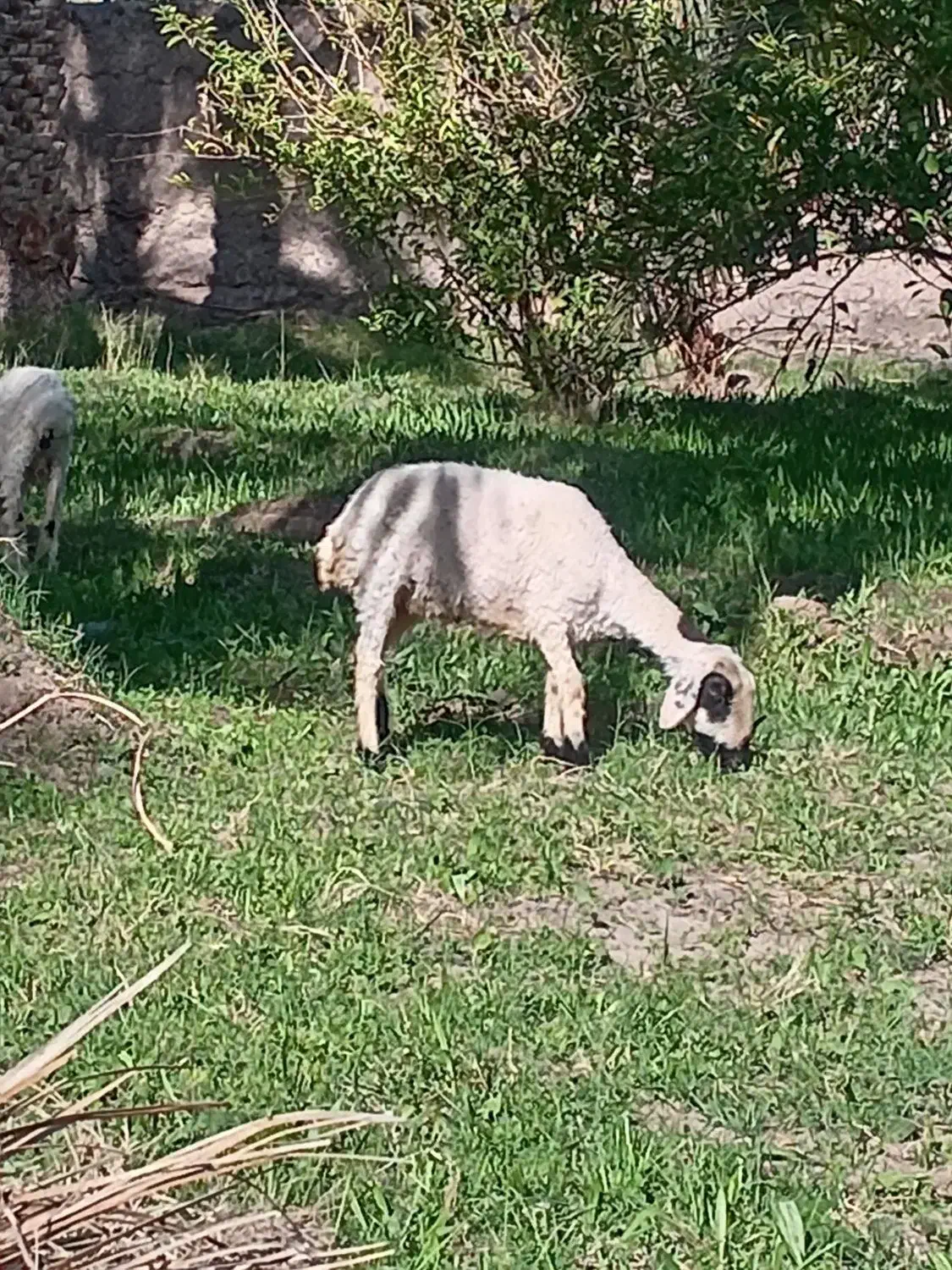 گوسفند|حیوانات مزرعه|بم, |دیوار