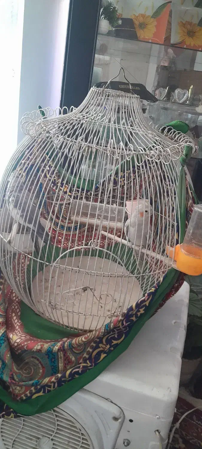 عروس هلندی|پرنده|طرقبه, |دیوار