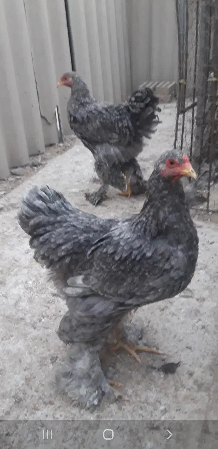 مرغ و خروس و نیمچه برهما امپراطور اصل رنگ خاص|حیوانات مزرعه|تهران, خانی آباد نو شمالی|دیوار