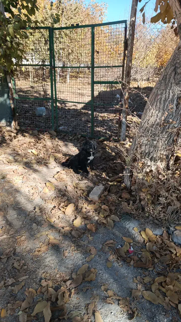 دوعددتوله سگ نگهبان باغ وویلا|سگ|عسگران, |دیوار