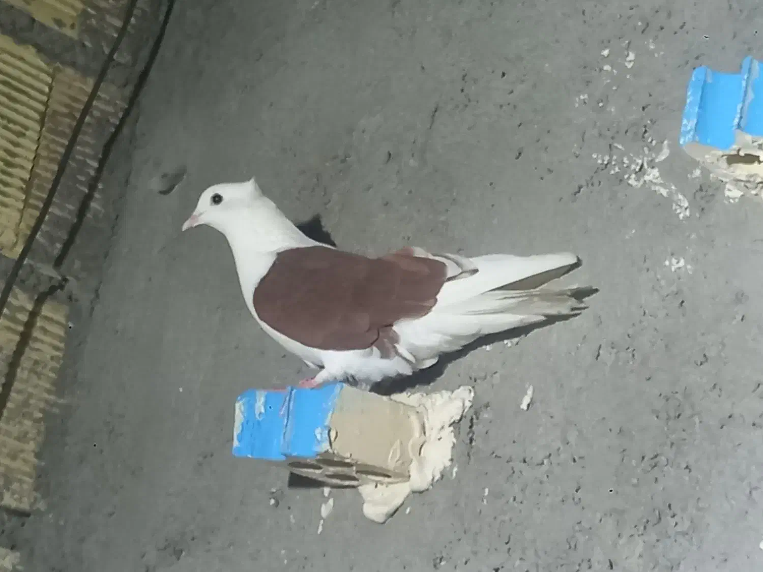 کبوتر|پرنده|اهواز, کوی ایثار|دیوار