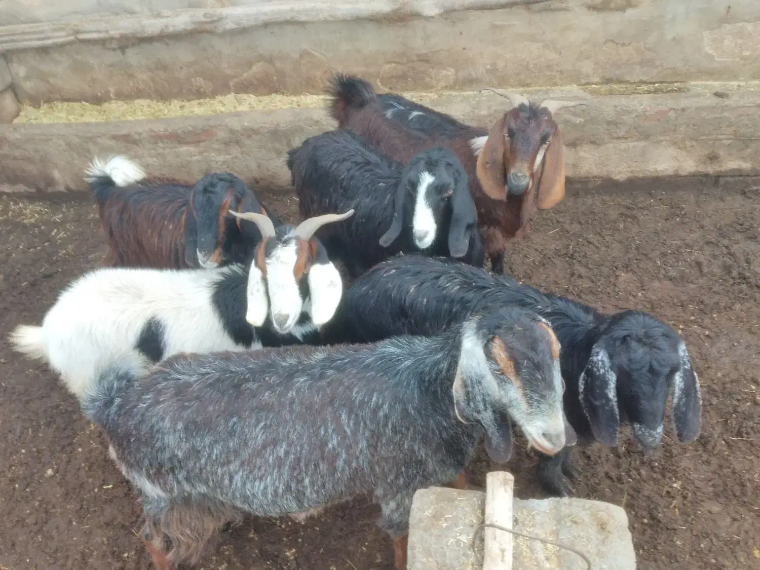 بز  ..|حیوانات مزرعه|چهاربرج, |دیوار