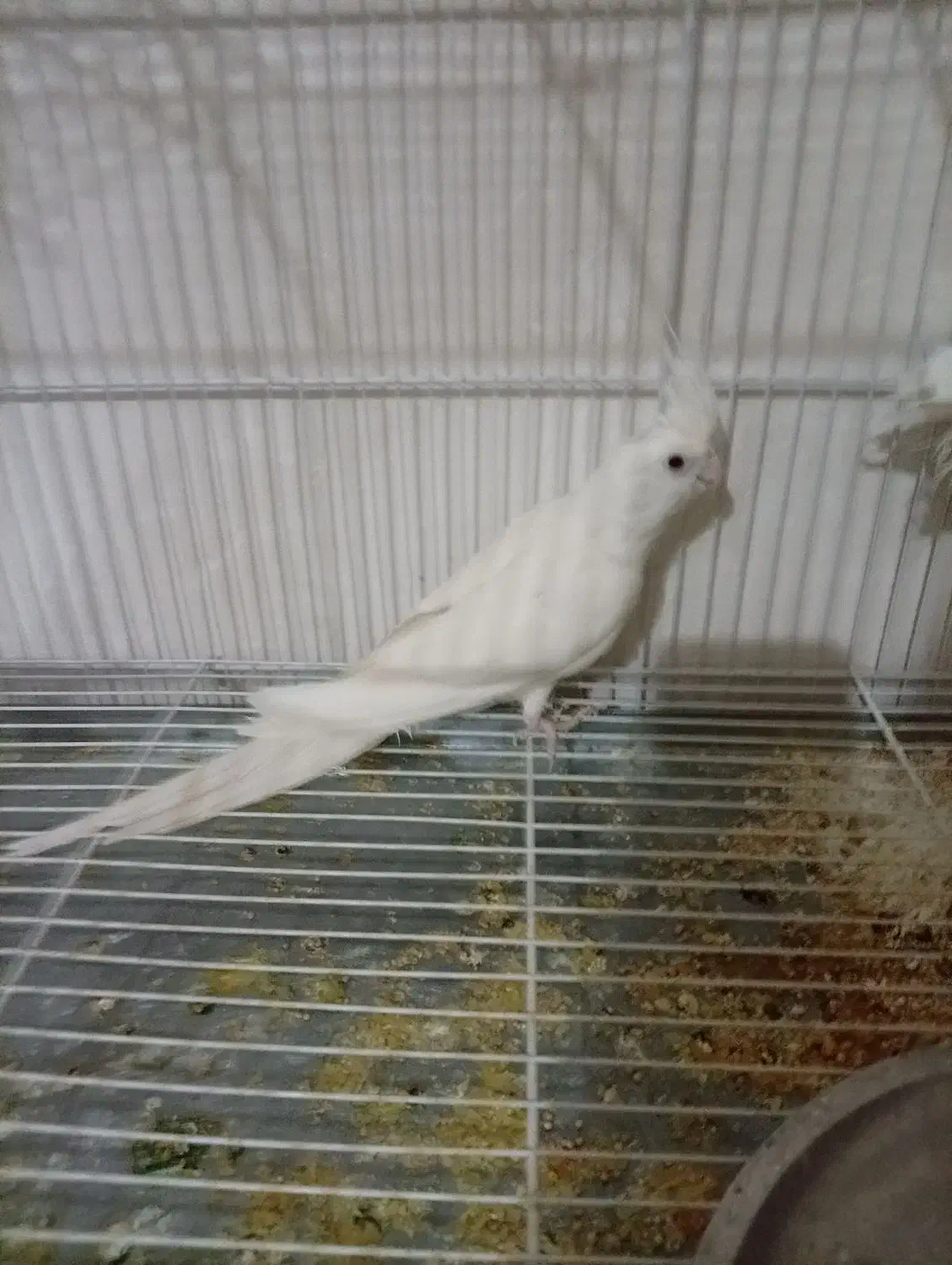 عروس هلندی|پرنده|دوگنبدان, |دیوار