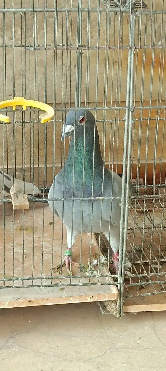 کبوتر یا کفتر پلاکی وپاکستانی|پرنده|پرند, فاز ۳|دیوار