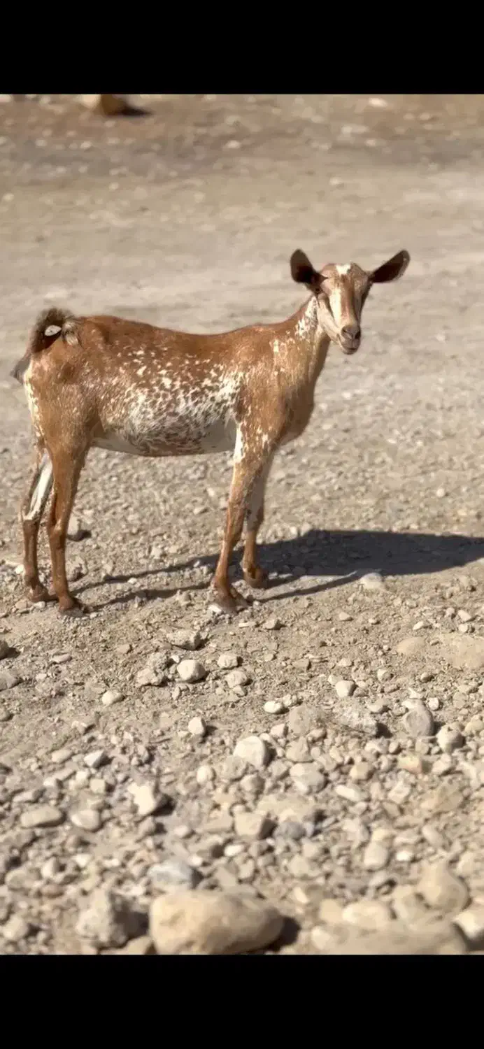 بز های|حیوانات مزرعه|خنج, |دیوار