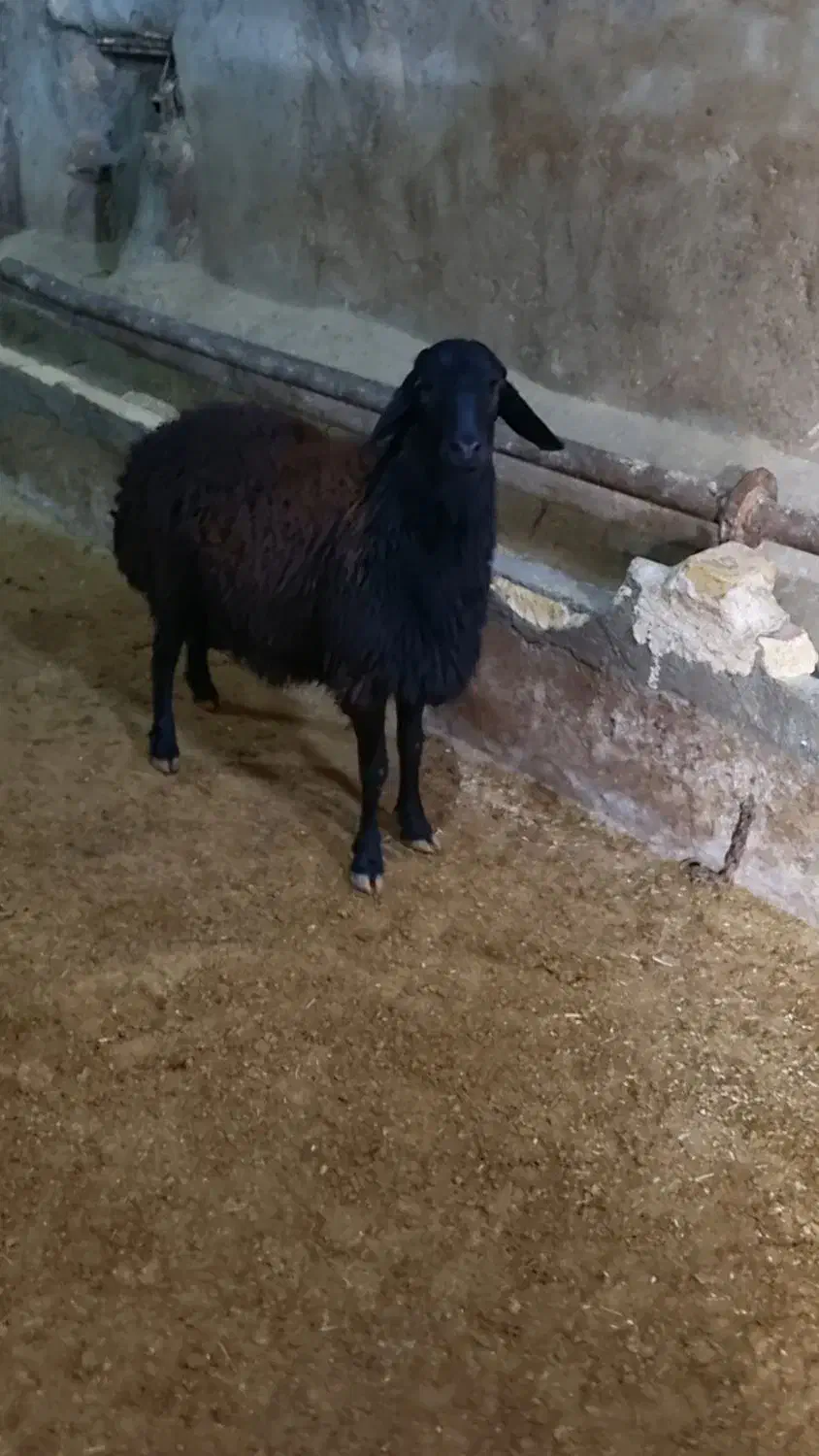 بره قوچ قرع قیزیل|حیوانات مزرعه|بزینه رود, |دیوار