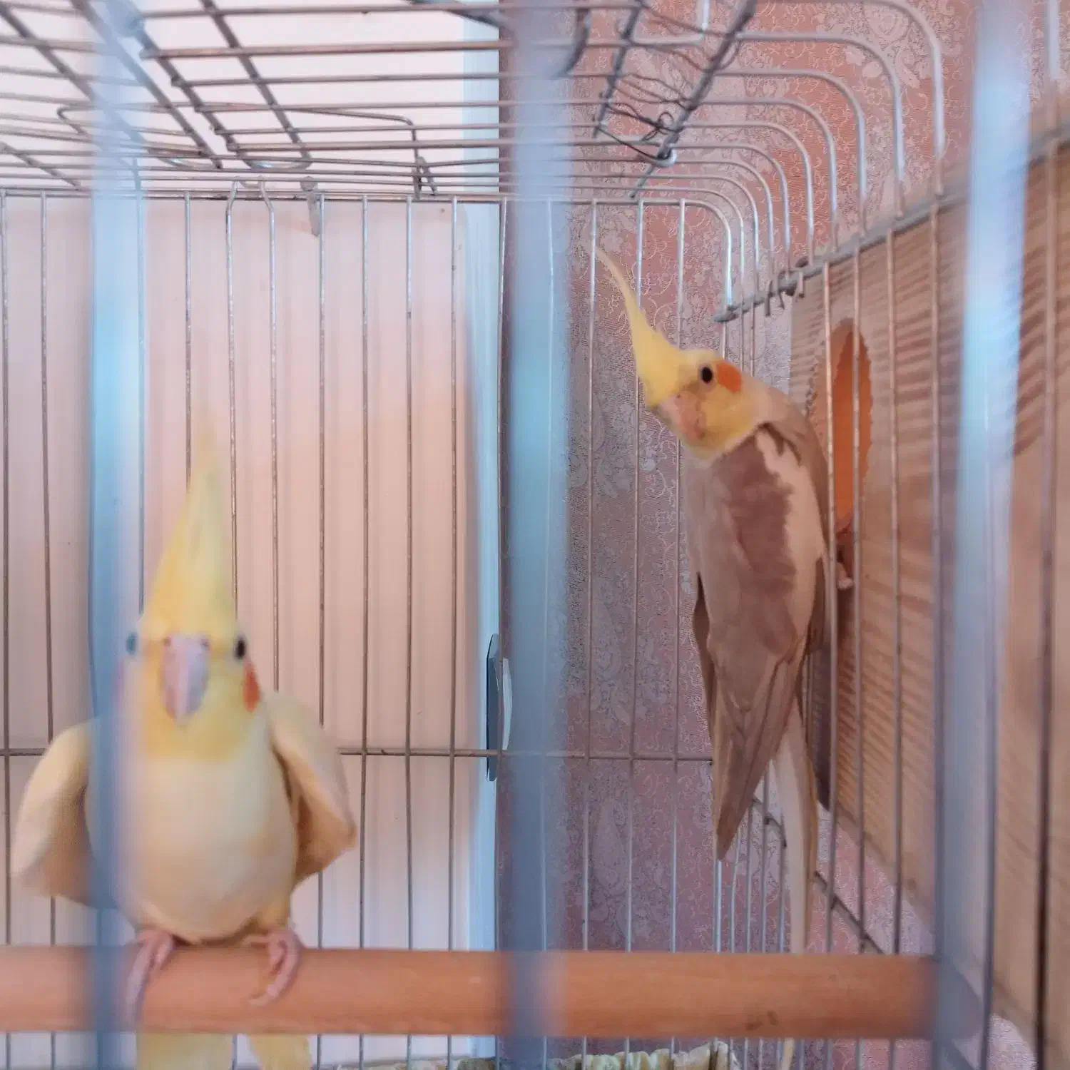 جفت عروس هلندی با تخم نطفه دار|پرنده|نورآباد ممسنی, |دیوار