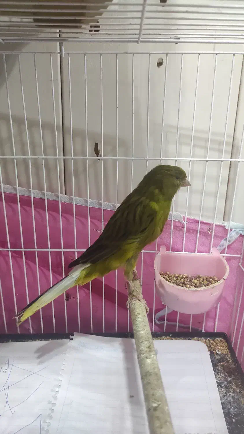 نر و ماده سالم|پرنده|رشت, صفاری|دیوار