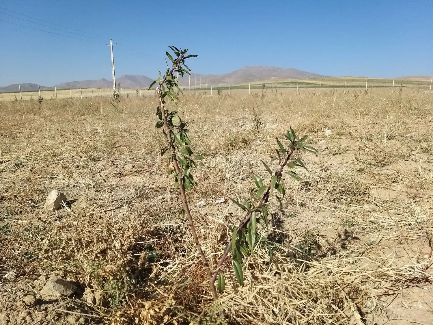 نهال بادام دو ساله تنو پیوندی درجه یک|خدمات باغبانی و درختکاری|تبریز, |دیوار