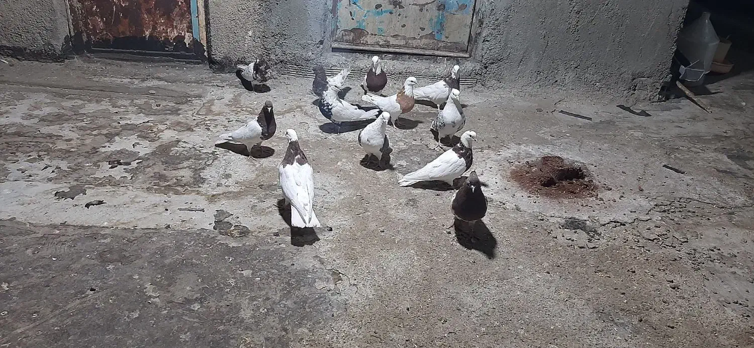 کبوتر|پرنده|بروجرد, |دیوار