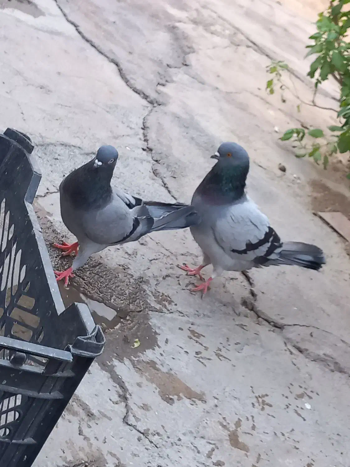 کبوتر سبز|پرنده|جیرفت, |دیوار