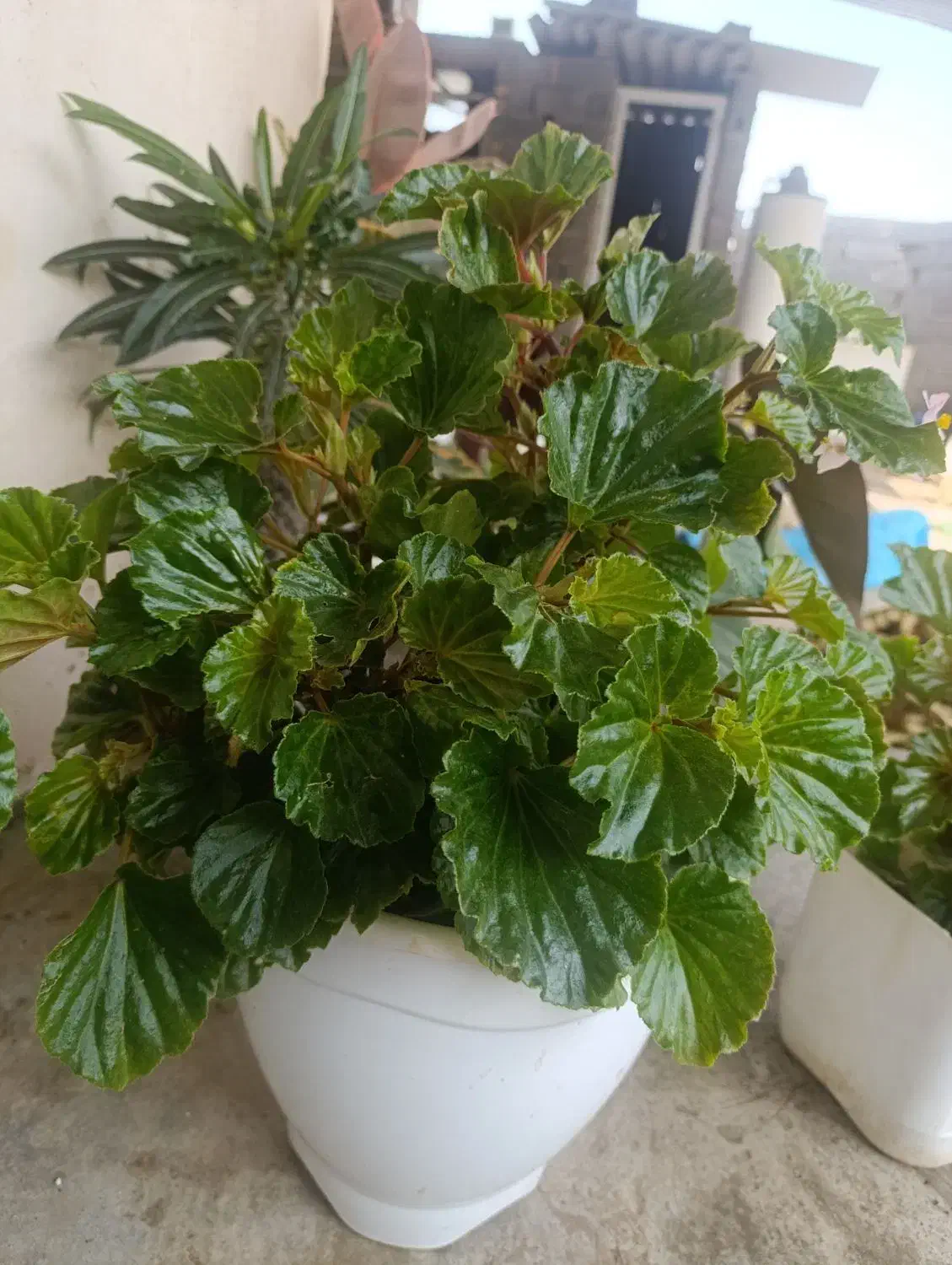 چند نمونه گل|گل و گیاه طبیعی|آزادشهر, |دیوار