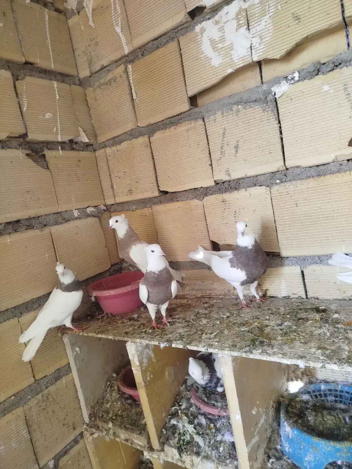 طوقی|پرنده|امیدیه, |دیوار