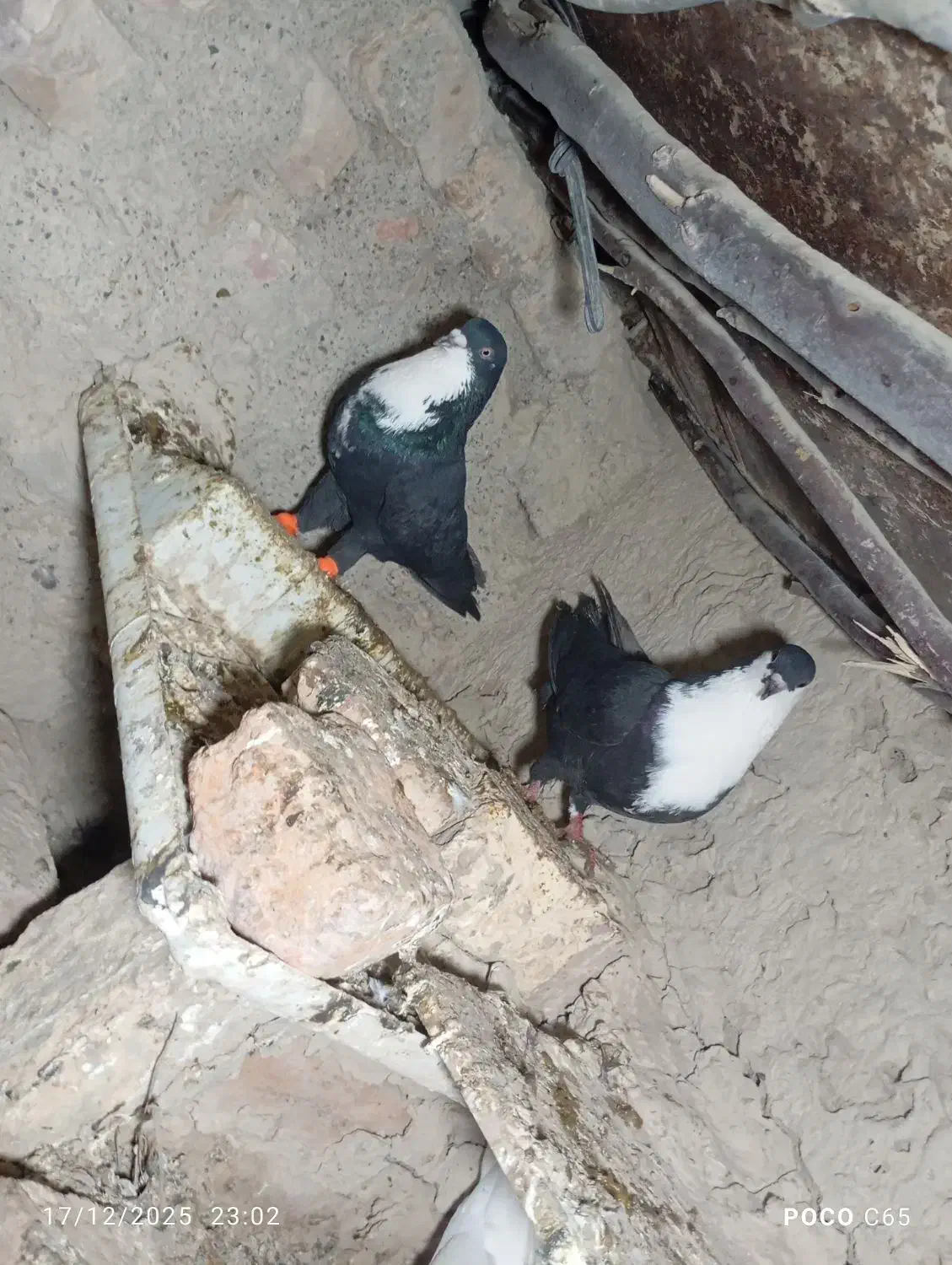 نرو ماده ریش و نرو ماده ابلغ|پرنده|هامون, |دیوار