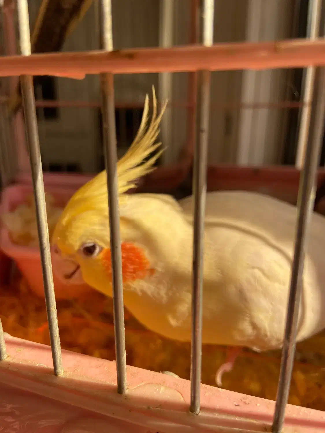 خانواده ۵نفره عروس هلندی|پرنده|تاکستان, |دیوار