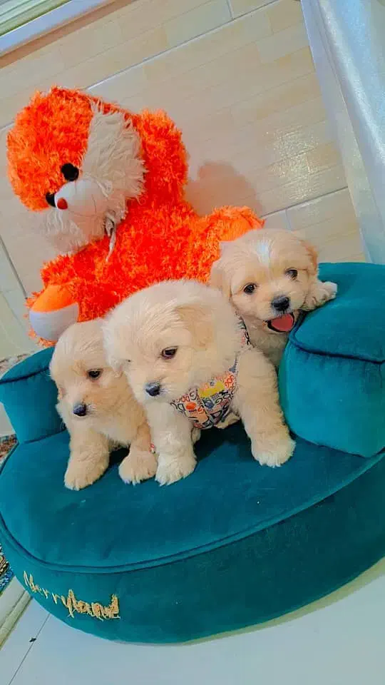 مالتیپو عروسکی|سگ|رشت, دیانتی|دیوار