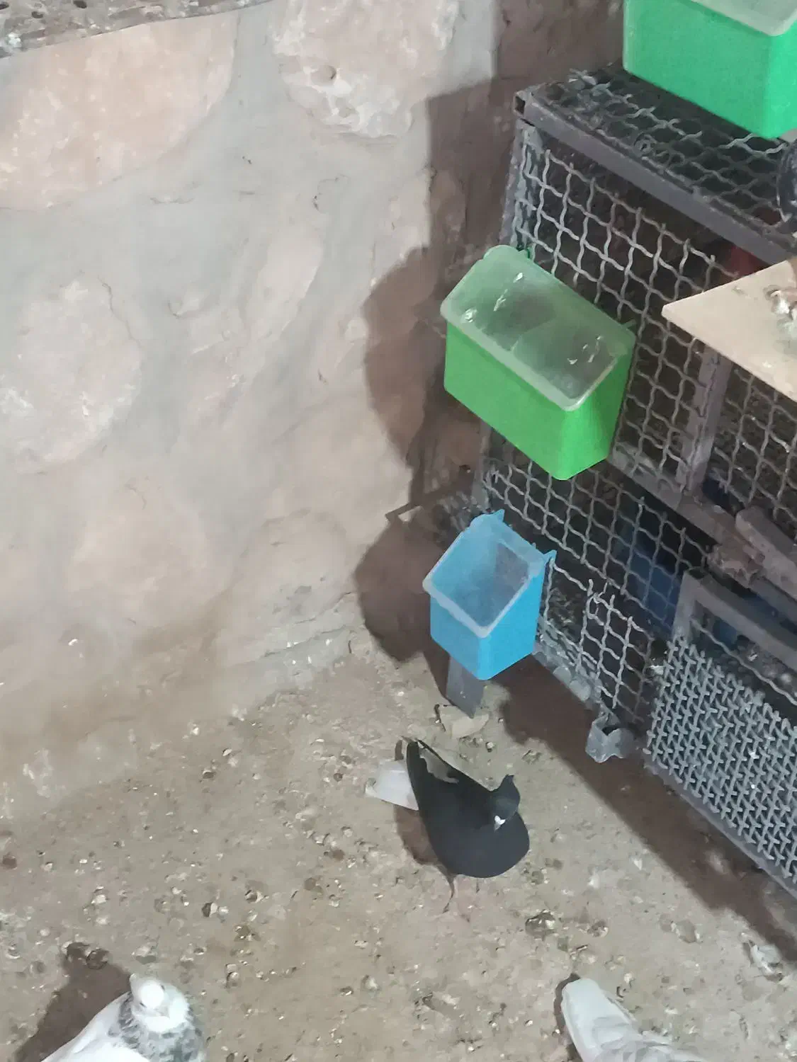 کبوتر دم سفید|پرنده|سیروان, |دیوار