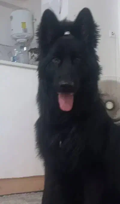 سگ گمشده|سگ|بندرعباس, |دیوار