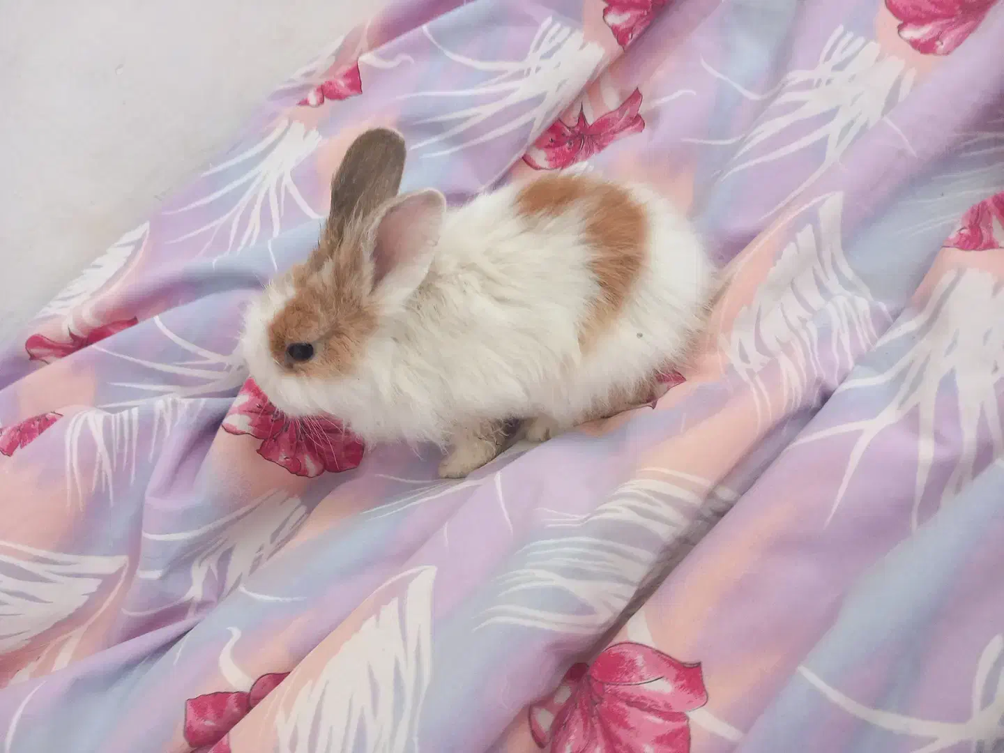 خرگوش کوچولو|موش و خرگوش|ماهدشت, |دیوار