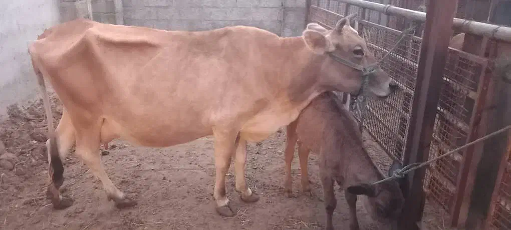 گاو شیری|حیوانات مزرعه|میناب, |دیوار