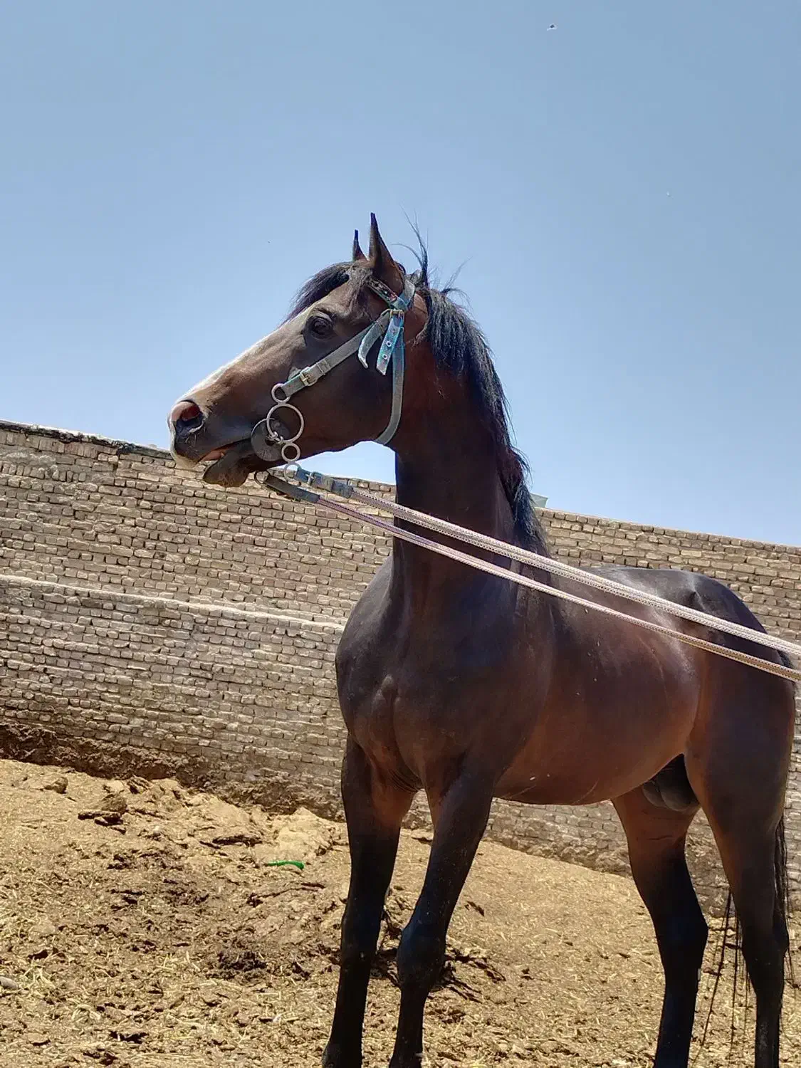 اسب|اسب و تجهیزات اسب‌سواری|پیشوا, |دیوار