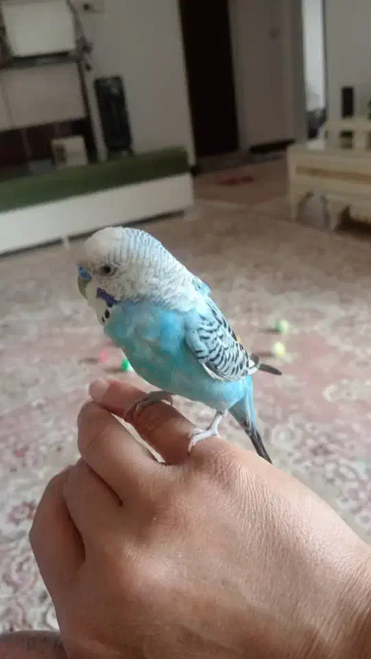 مرغ عشق گمشده|حیوانات|فولادشهر, مسکن مهر فولادشهر|دیوار