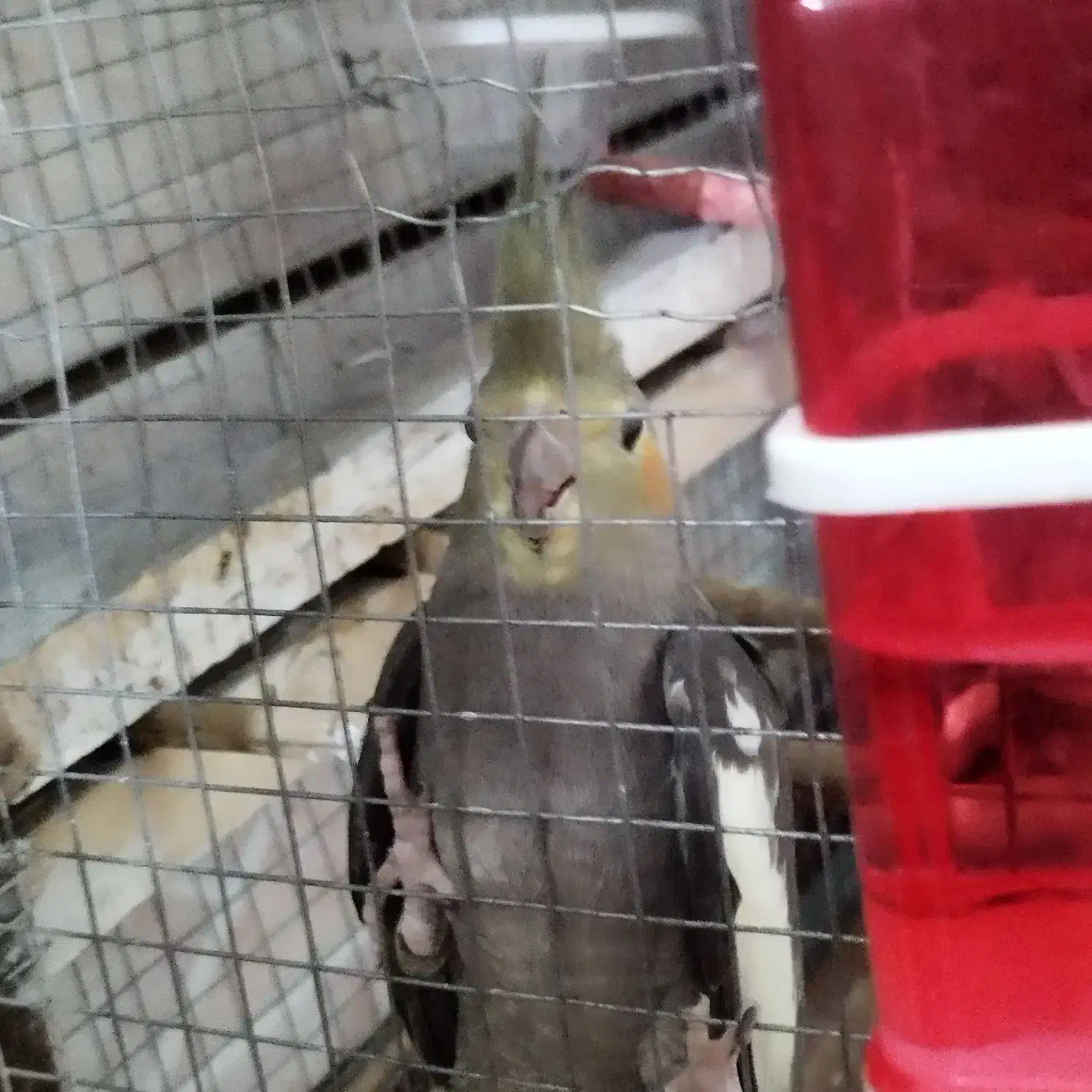 عروس هلندی نر|پرنده|زرند, |دیوار