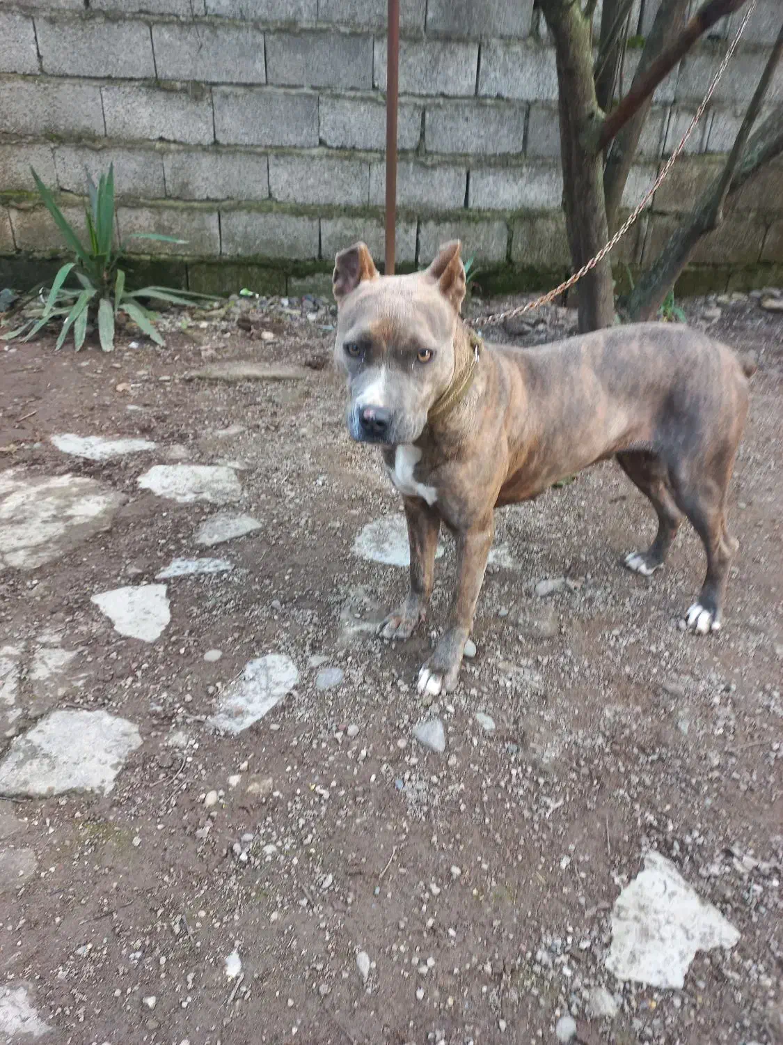 واگذاری غیر رایگان سگ پیتبول امریکن تریر|سگ|آستانه اشرفیه, |دیوار