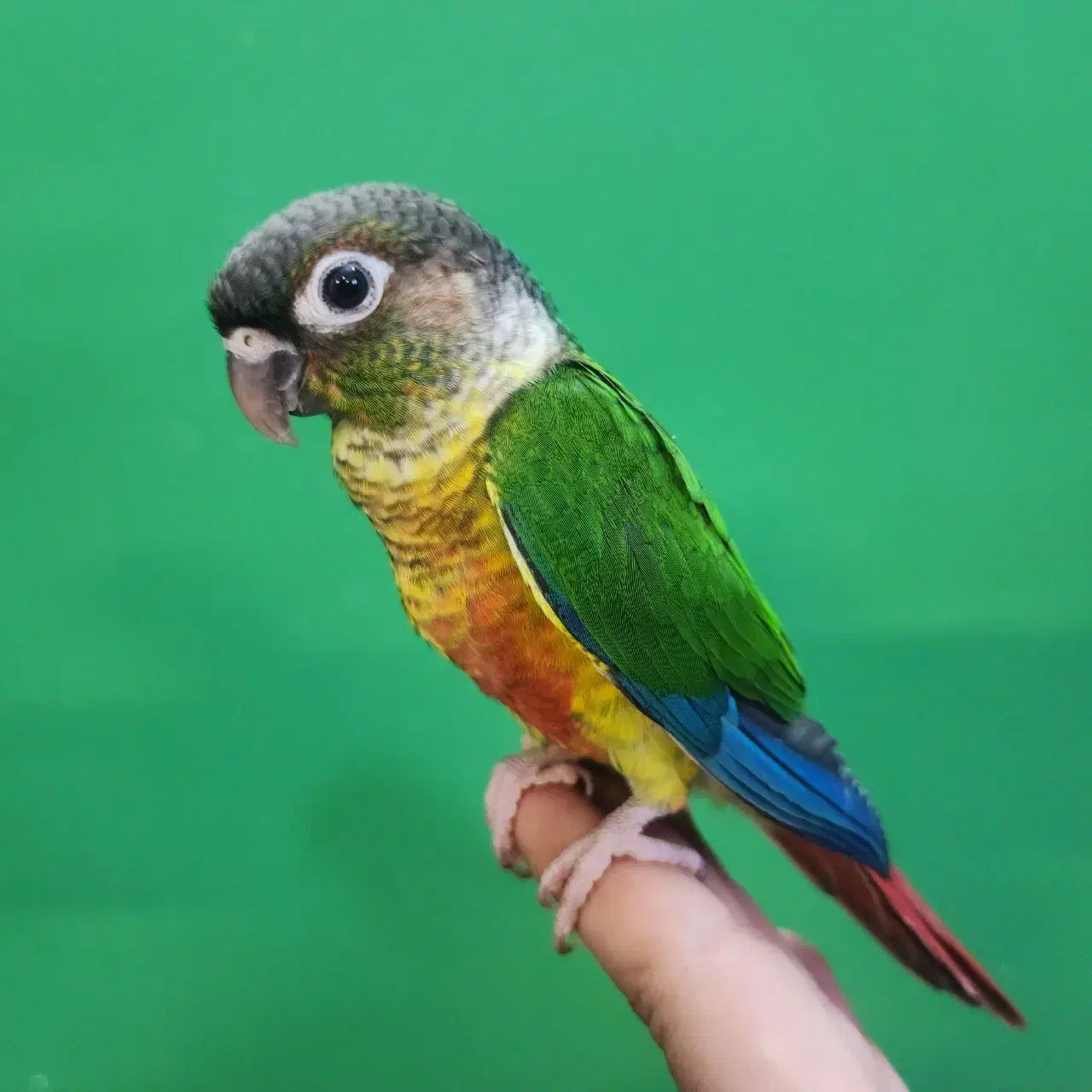 گرینچیک سخنگو|گربه|حمیدیا, |دیوار