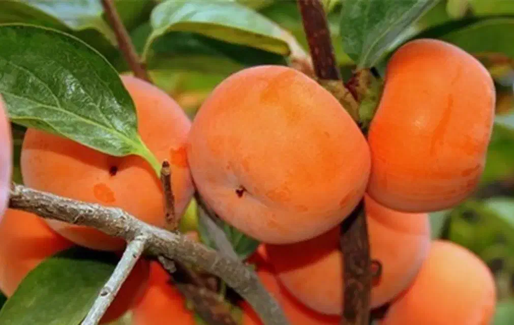 خرمالو درجه ۱|خوردنی و آشامیدنی|ساری, |دیوار