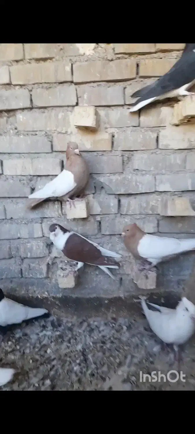 کفتر رنگی نقش دوری|پرنده|اهواز, اسلام آباد غربی|دیوار