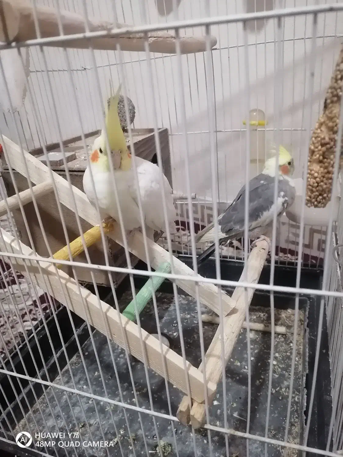 عروس هلندی نر و ماده دوتا قفس داره|پرنده|شاهدشهر, |دیوار