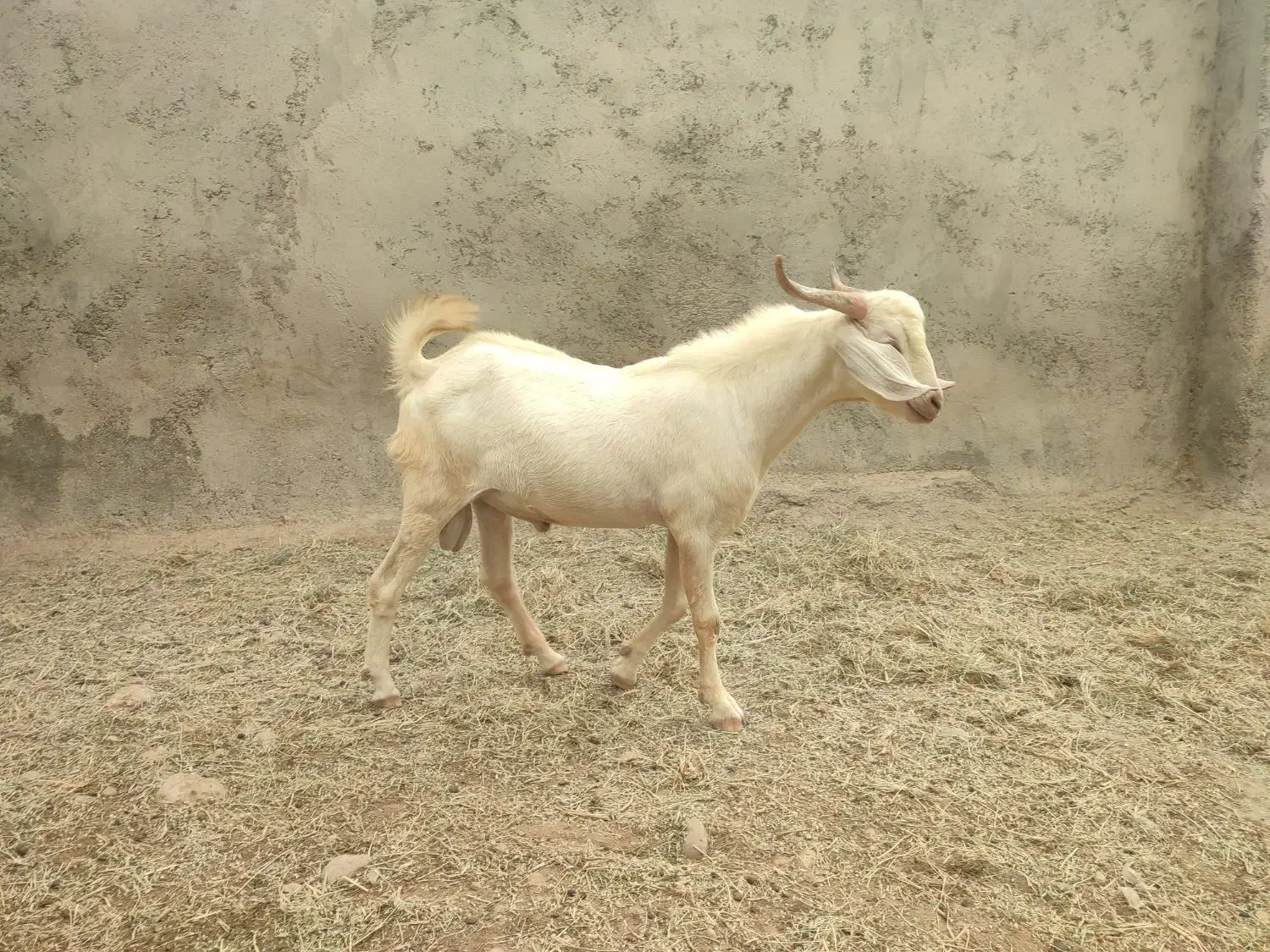 نری|حیوانات مزرعه|قلعه قاضی, |دیوار