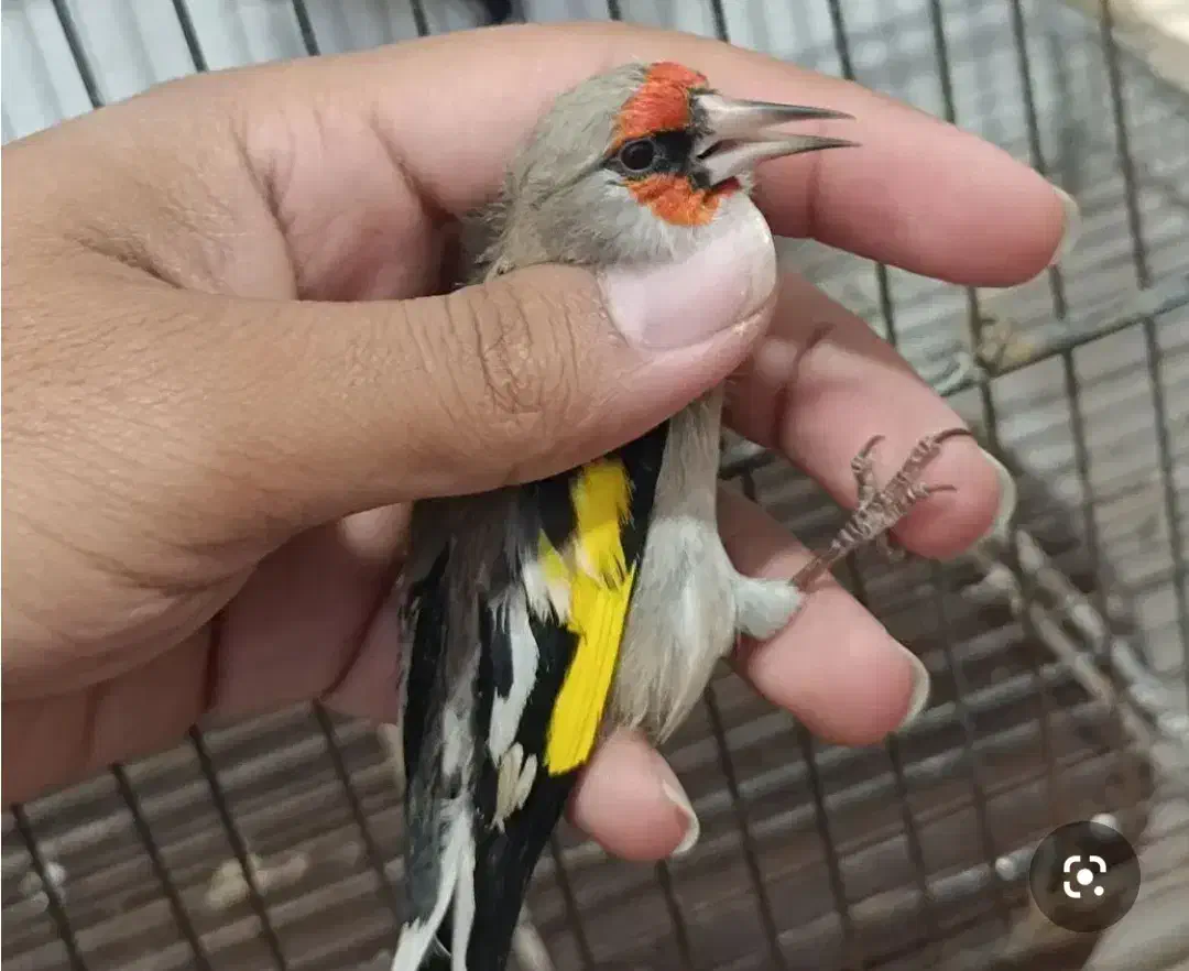 دوتا سهره کرمونی عتیقه|پرنده|اقلید, |دیوار