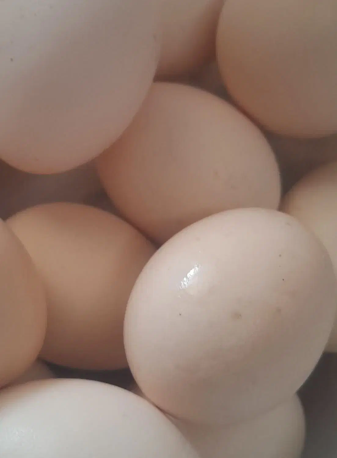 تخم مرغ محلی|خوردنی و آشامیدنی|دهدشت, |دیوار