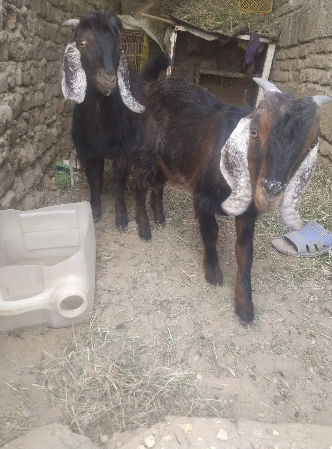 کهر ه نر|حیوانات مزرعه|زاهدان, |دیوار