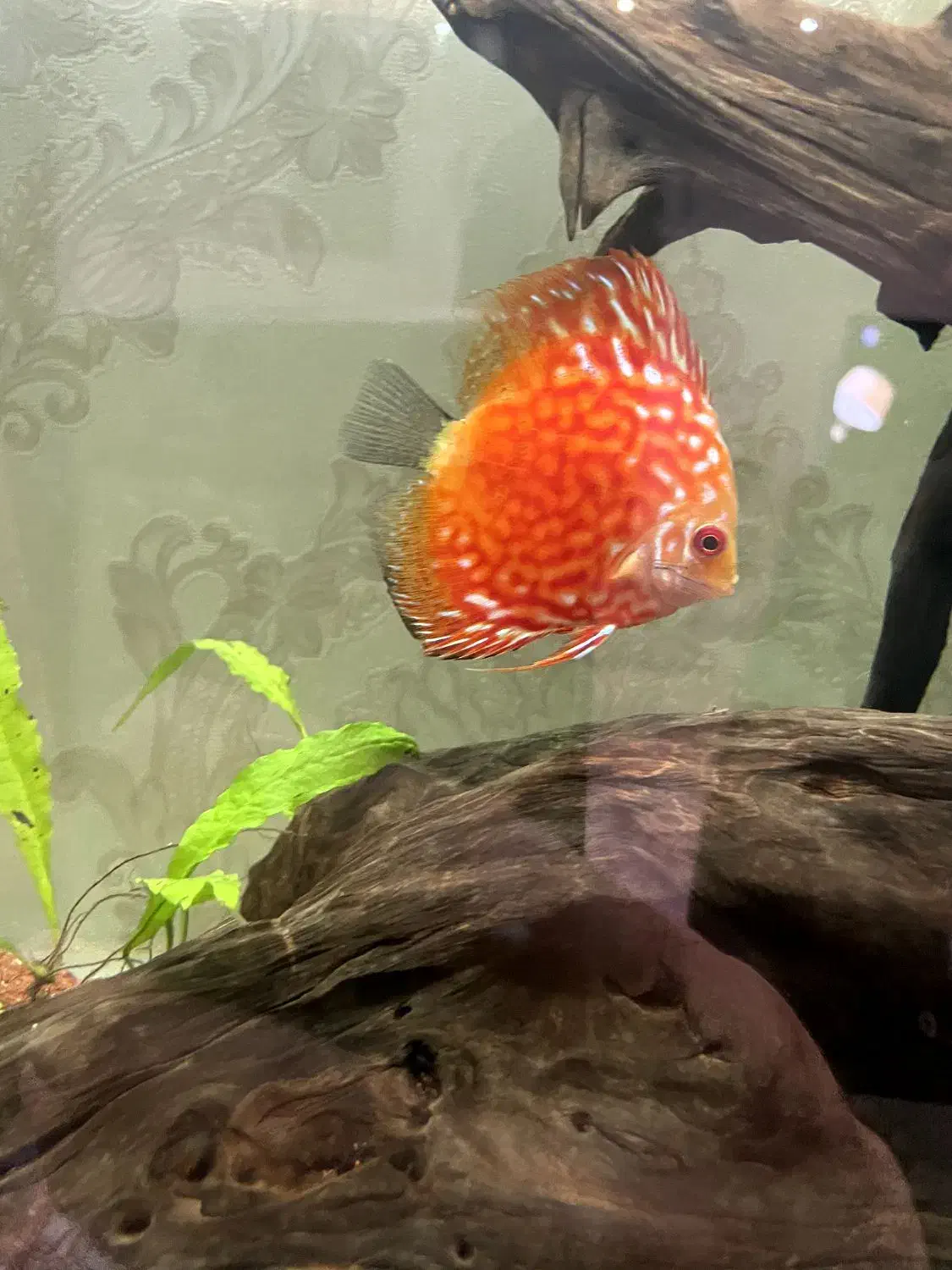 دیسکس|ماهی|اردبیل, |دیوار