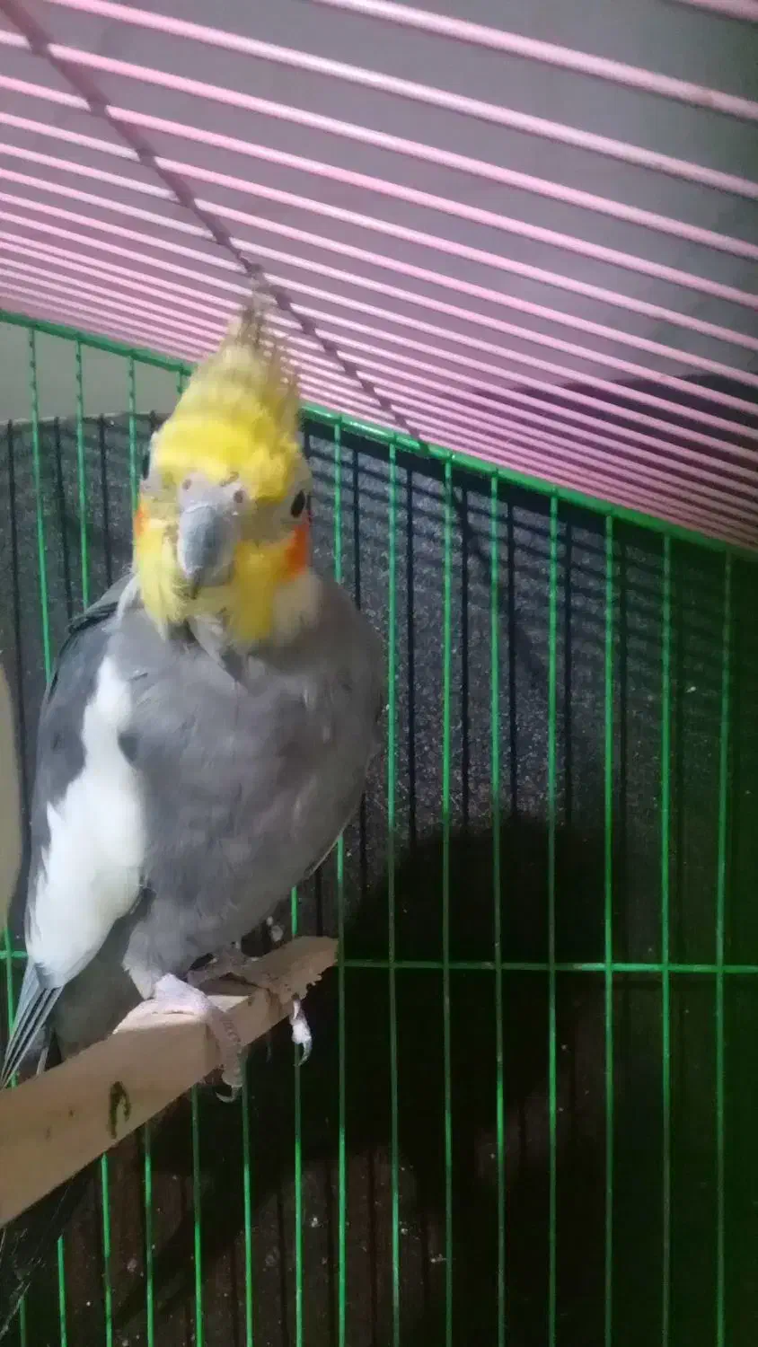 دو عدد عروس هلندی|پرنده|بهشهر, |دیوار