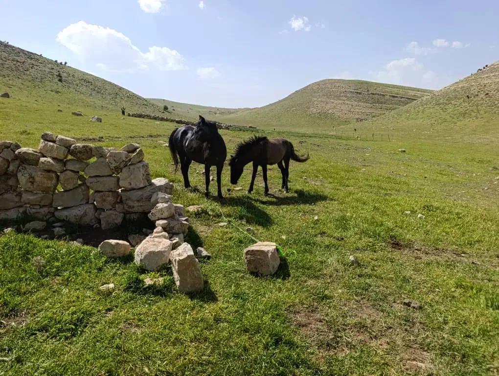 مادیون و اسب|اسب و تجهیزات اسبسواری|سوری, |دیوار