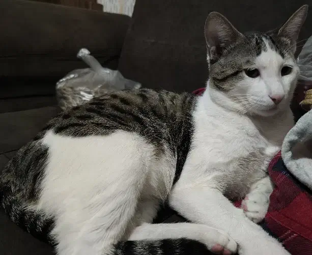 واگذاری گربه ی خونگی|گربه|گنبد کاووس, |دیوار